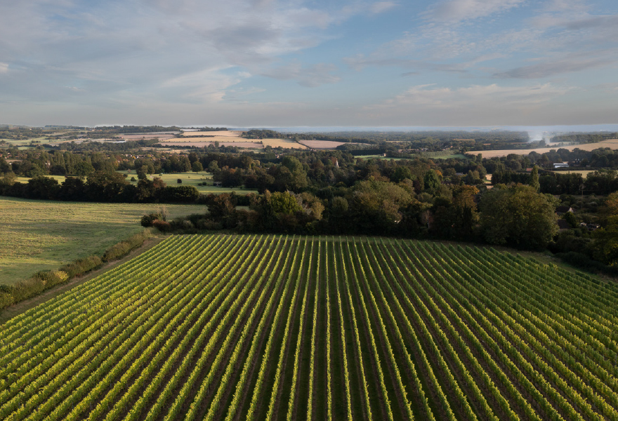 Mereworth Wines