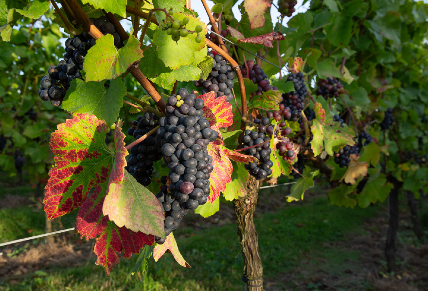 Mereworth Wines