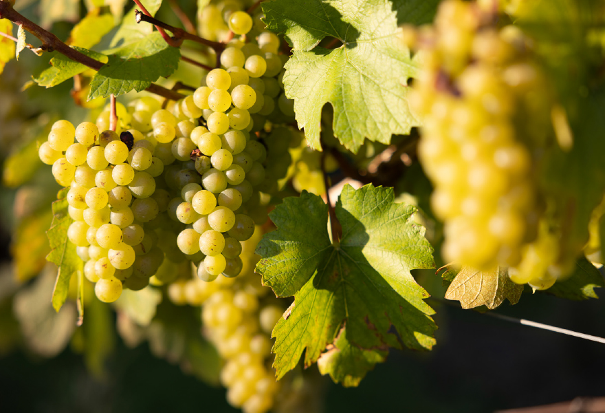 Mereworth Wines