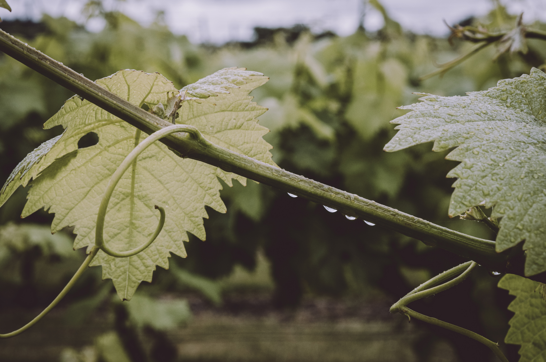 Galia Pike – Westwell Winery